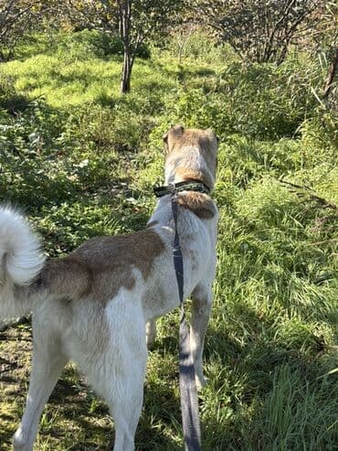 алабай в добрые руки: Alabay, 1 il, Erkek — 1