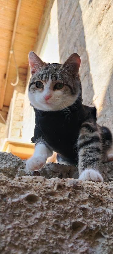 mal heyvan satisi: Yaxşı əllərə — 1