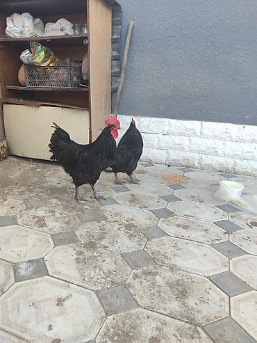 Digər heyvanlar: Məhsul: Qara rəngli 2 ədəd xoruz cəmi 60 azn qiymət 2 sinə aiddi — 2