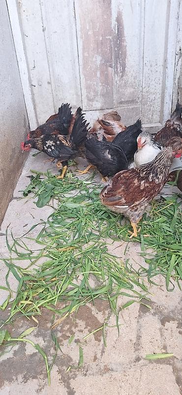 Куры: Курица, Для разведения, Платная доставка — 8