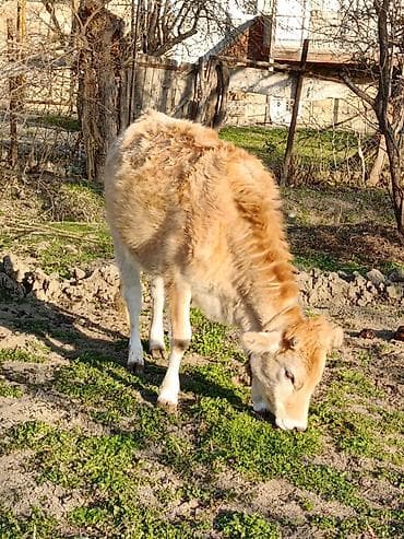 Dana, buzov, Dişi, ay: 2, 160 kq