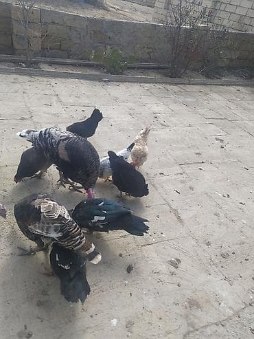 Mal-qara: Kom satılır hunduska xoruzun 6 klo çəkisi var real alıcıya endirim var — 8