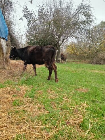 qurbanliq qoyun qiymetleri 2021: 1-ci balasıdır 5-ayləqdı dişidi 2 aylıqda boğazdır — 1