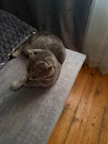 Proton: Satılır — 1