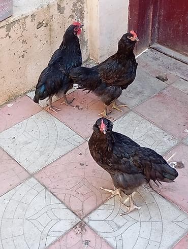 3 Ədəd Avstrolop 1 xoruz,2 fərə satılır.İllik yüksək yumurta