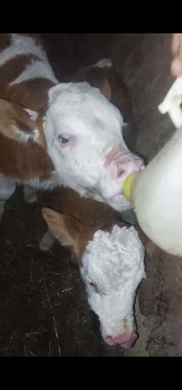 quzu qiymeti: Dana, buzov, Dişi, Simental, ay: 1, 35 kq, Südlük, Ünvandan götürmə — 4