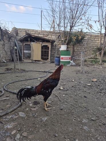 Hinduşka: Cücərti/xoruz - Növ: kənd təsərrüfatı üçün xoruz - Rəng: qırmızı-qara — 3