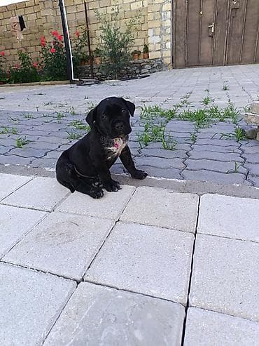 cane corso qiyməti: 1 ay, Dişi — 3