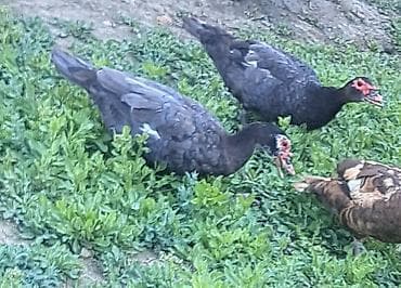 lal ördek: Dişi, | Macar, Damazlıq, Pulsuz çatdırılma — 1