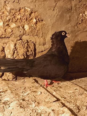 göyərçin satışı: Cins: Qara rəngli bəzək göyərçini (adi “toppuzlu/baş tüklü” tip) — 5