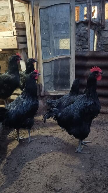 etibarlı ellere verilir it: Toyuq, Australorp, Damazlıq, Ünvandan götürmə — 4