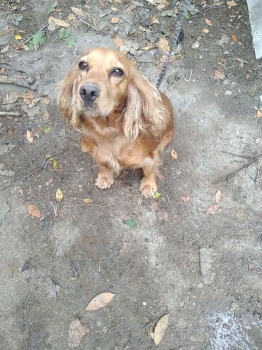 ingilis setter it cinsi: Koker spaniyel — 3