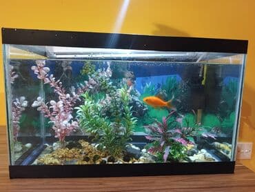 akvarium filterleri: Təcili satılır köclə — 3