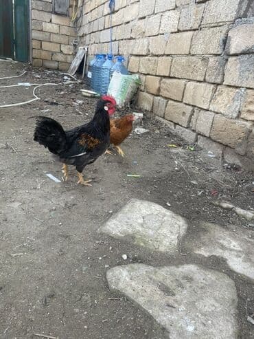 Bıçaqlar: Xoruz, il: <1 — 2