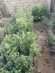 Удобрения: Kalina gülləri — 2