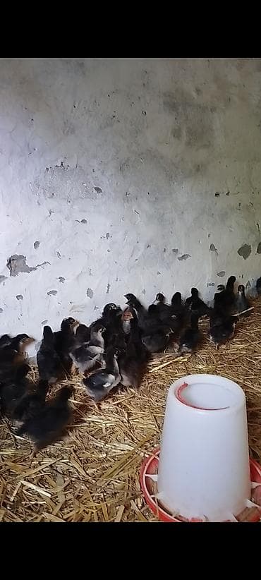 cücə və xoruz təmsil: 25 günlük super seçmə rəng seçmə kənd cücələri satılır, hamısı qara — 10