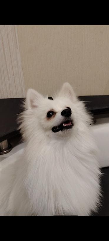 cutlesdirmek ucun: Şpitz — 1
