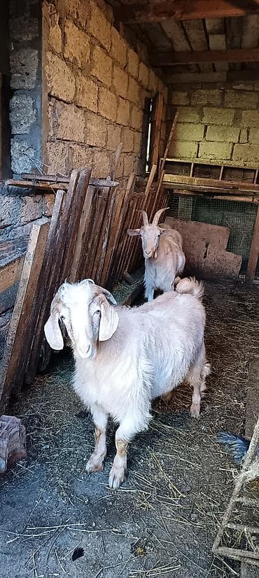 qala cinsi qoyun satilir: Erkək, Zanen, il: 2, 50 kq, Damazlıq — 8