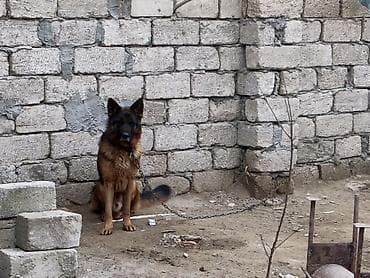 canavara oxsayan it: Alman çoban iti, Peyvəndli — 8