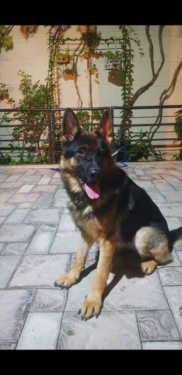 çoban iti qiyməti: Alman çoban iti, 2 ay, Dişi, Ödənişli çatdırılma — 2