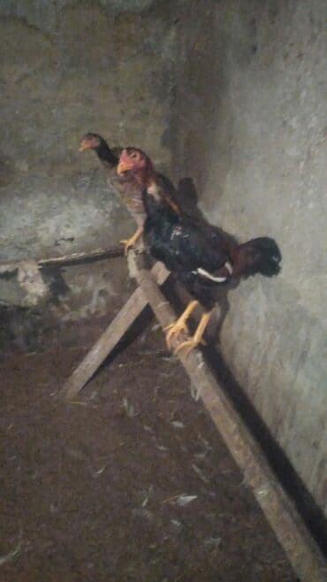 Heyvanlar üçün mallar: Məhsul: Ev quşu – xoruz Heyrati Qiymət Xoruza ayitdi Təsvir: Heyrati — 5