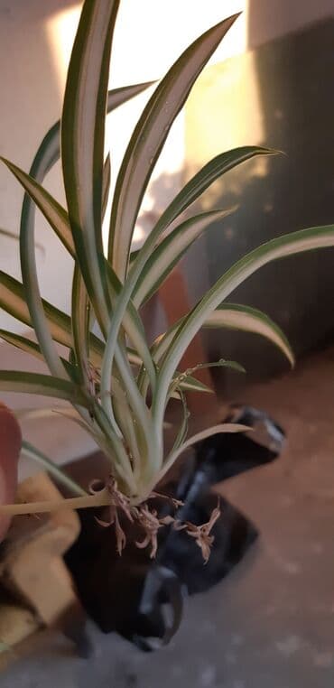 Уличные растения: Xlorfitum gülünün balaları köklü — 3