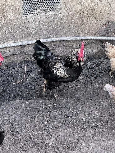 heyvan bazarı tap az: Salam 2 eded heyet xoruzu satılır cütü 60 azn dalaşmırlar bir heyetde — 6