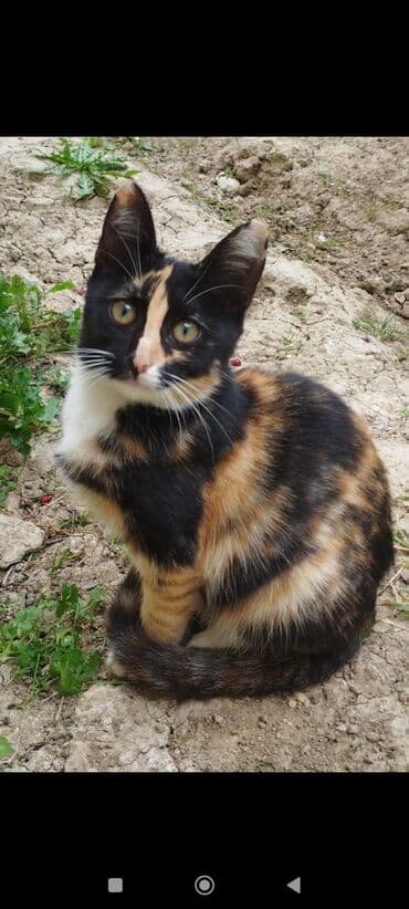 Собаки: В добрые руки — 4