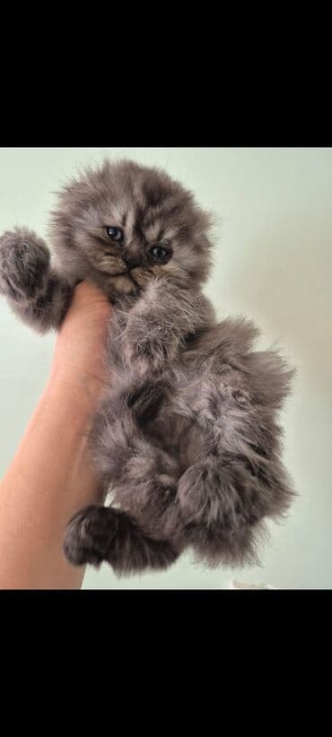 pers pişiy: Fars — 4