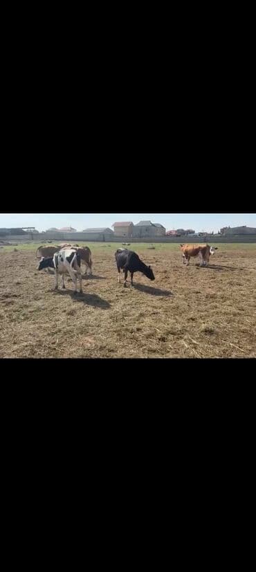 inek satislari: Simental və Holştayn növlərinə oxşayan iri buynuzlu mal-qara sürüsü — 6