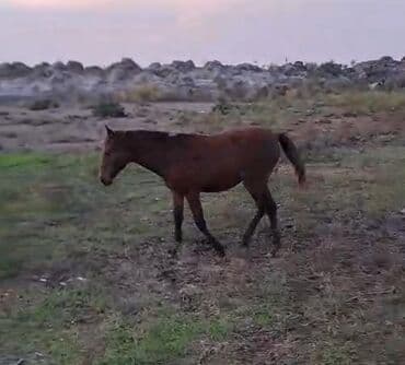 pişik satışı bakı: Dişi, il: 1 — 1
