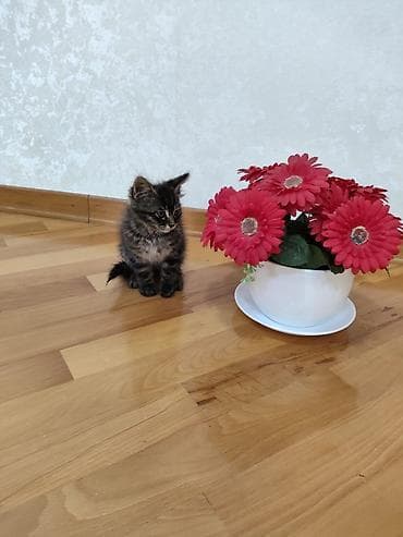 siyamski pişik: Erkek Balaca pişik balası – tüklü, qara-qəhvəyi zolaqlı kürk, uzun — 4