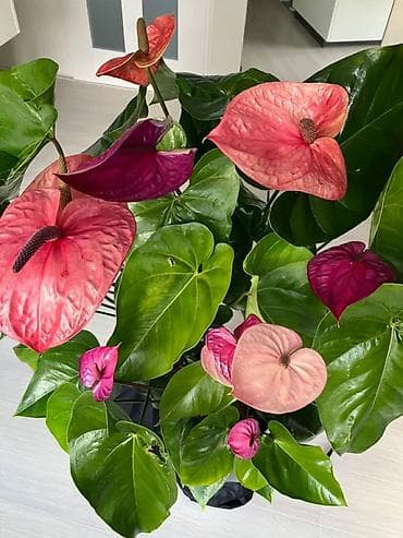 Anthurium (Alov çiçəyi) otaq bitkisi və dekorativ gül kompozisiyaları