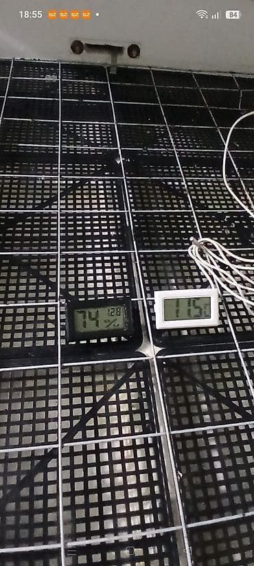 inqibatorlar: Ev quşlarının yumurtadan çıxarılması üçün inkubator - Material: qalın — 3