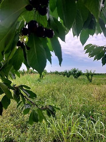 bakıda torpaq: 51 sot, Kənd təsərrüfatı, Mülkiyyətçi, Kupça (Çıxarış) — 3