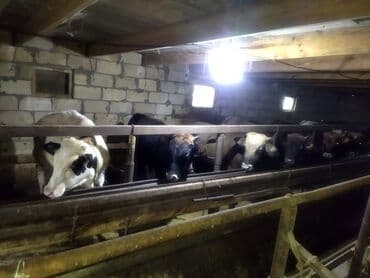 Great Wall: Satılır: iri buynuzlu heyvanla 11 baş 5 aylıq bordag malı çəkisi 130 — 1