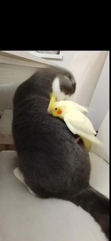 bildircin satisi: El quwu rucnoy Karella sultan papuqayi satiram əl quşudu, rucnoydu — 1