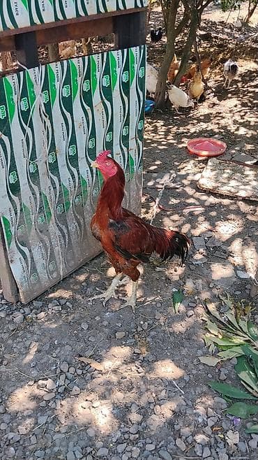 alpin kecisi satilir: Məhsul: Qırmızı-qara rəngli ev xoruzu Təsvir: - Uzun boyunlu, güclü — 4