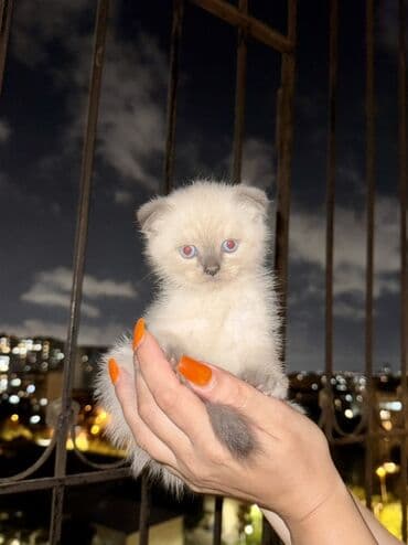 вислоухий кот цена: Шотладская вислоухая, Самец, Самка, В добрые руки — 1