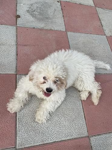 Pudel, 5 ay, Dişi, Peyvəndli, Ödənişli çatdırılma, Ünvandan götürmə