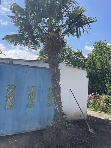 evkalipt agaci: Xurma ağacı
Yaşı 10 
Yer oğuz rayonu — 1