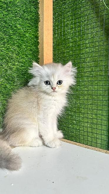 pişik pers: Британская — 2