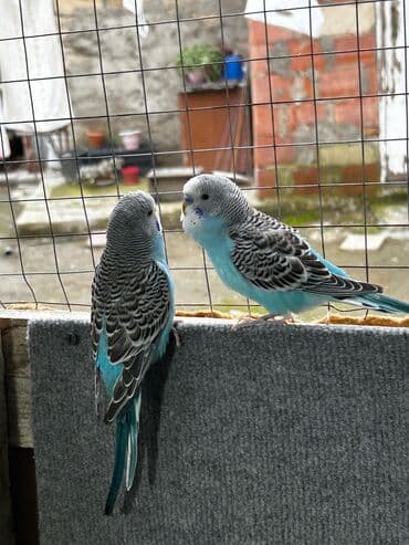 Cütə hazır erkek mavi erkek tutuqusular satılır, əlaqə votsap yalnız