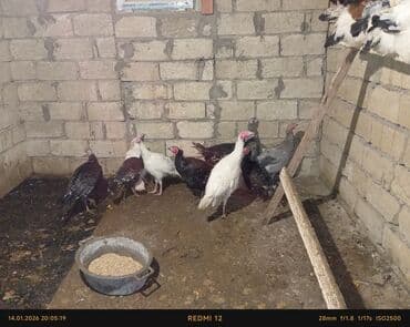 Qarişiq heyvanlardi satilir catdirilma yoxdu kim istese gelib baxa