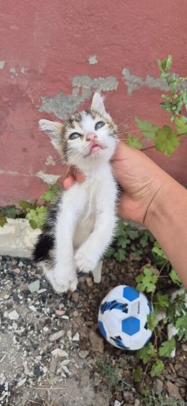 cins pişik: Erkək, Yaxşı əllərə, Ünvandan götürmə — 9