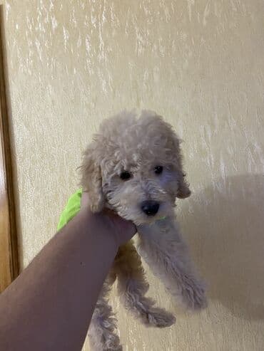 pitbul itleri: Pudel, 2 ay, Erkek, Peyvəndli, Ünvandan götürmə — 3