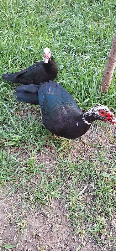 kuban ördək: 8 aylıq Lal ördekler .bir fere bir xoruz çütü 65 manat .xoruz aktiv — 2