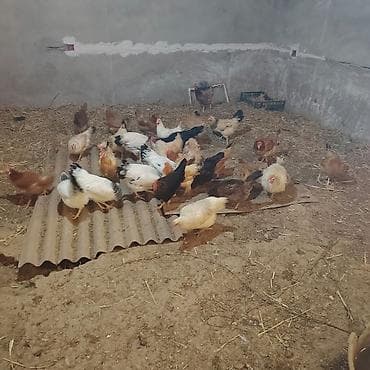 cücə: Satılır: biri 14 azn yumurtlayan toyuqlar hamısın alan olsa endirim — 1
