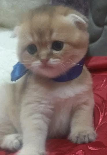 en ucuz itler: Şotland, Erkək, Dişi — 9