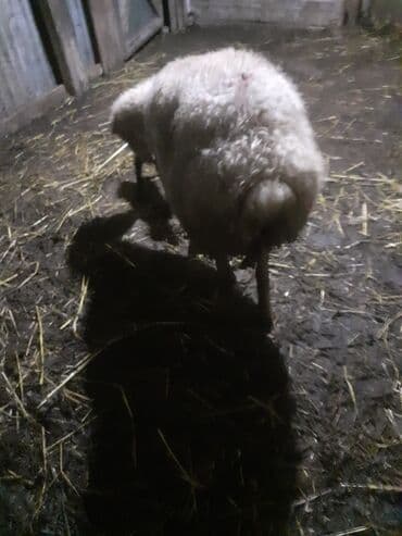 heyvanlara verilen adlar: 3 balsdı balsı dişdi — 3